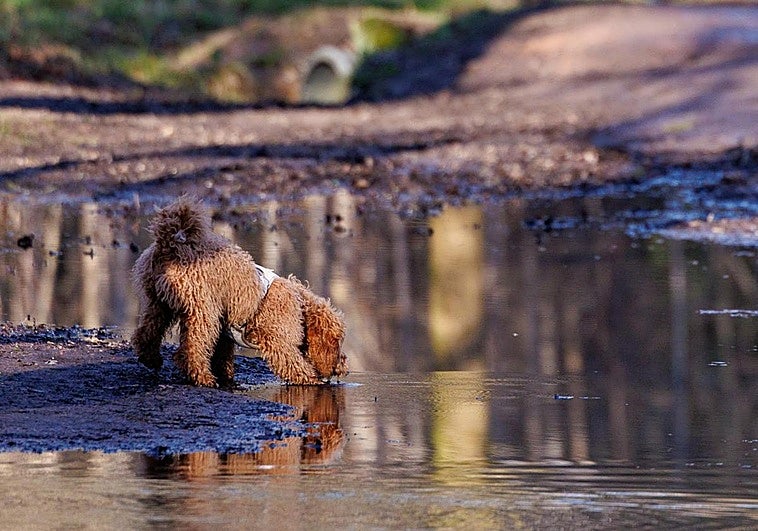 A dog plays in a puddle.