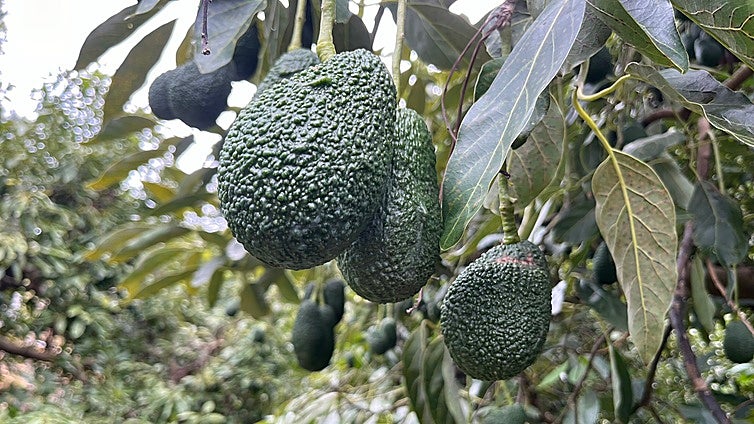 Avocado harvest in Spain expected to grow by 20 per cent to 70,000 tonnes