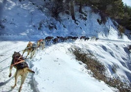 Racing dogs in Sierra Nevada.