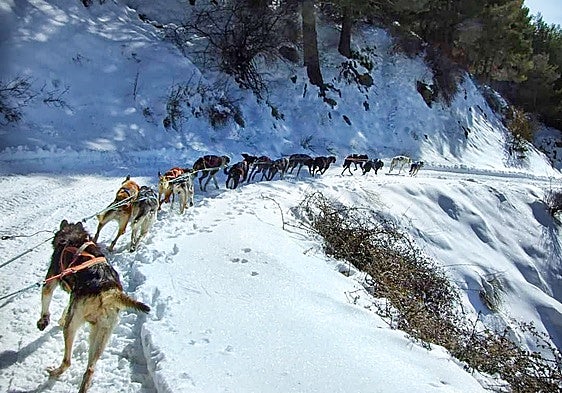 A century of mushing
