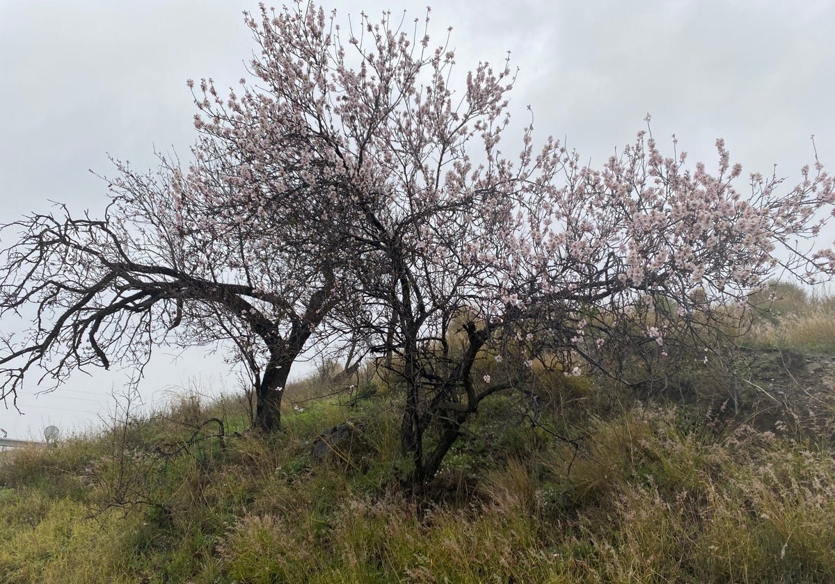 Almond trees in blossom in the Axarquía.