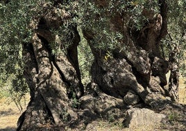 An ancient olive tree in Periana.