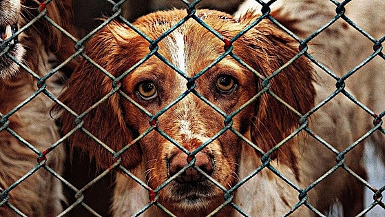 Work begins on extension and refurbishment of animal shelter in Malaga city