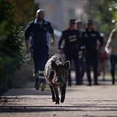 Police launch large operation to capture big wild boar spotted wandering through Malaga city in broad daylight