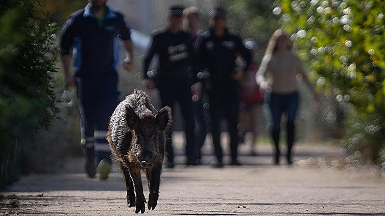 Police launch large operation to capture big wild boar spotted wandering through Malaga city in broad daylight