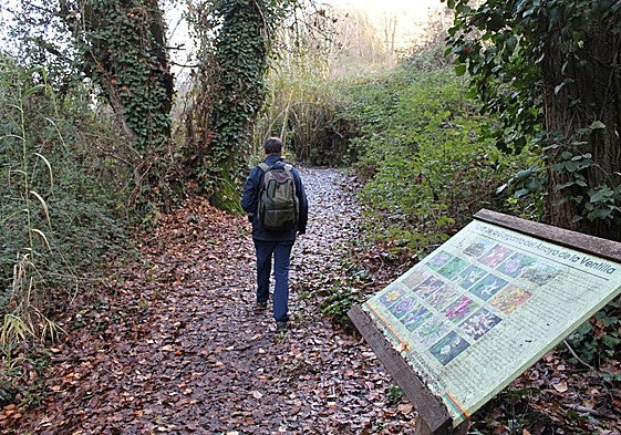 The woodland along the Arroyo de la Ventilla hiking trail near Ronda.