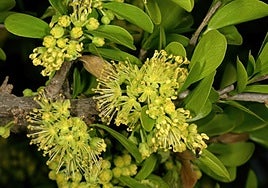 Dovyalis caffra in bloom.