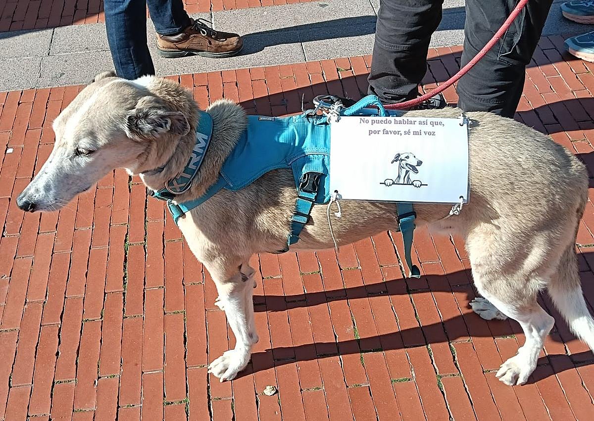 Imagen secundaria 1 - Hundreds of demonstrators say 'No' to hunting by staging protest in Malaga: 'We are the voice of those that don't have one'