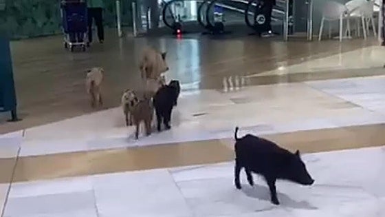 Watch as wild boar sneak into Miramar shopping centre in Fuengirola