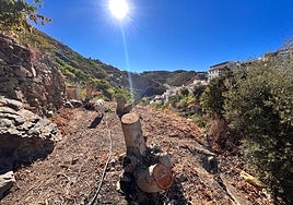 Photograph of a farm with felled avocado trees in the Axarquía.