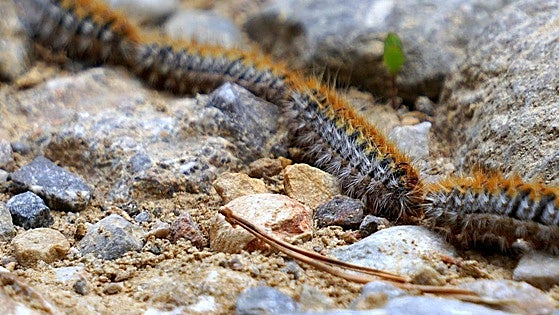 High temperatures in Spain bring processionary caterpillar season forward