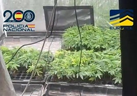 Police smash international drugs ring that had a 1,000-square-metre underground marijuana plantation in Malaga province