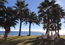 They are often found in the palm trees along the beaches.