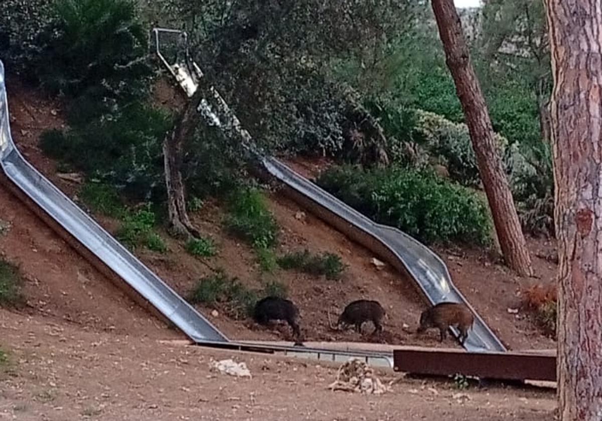The wild boar, roaming between the slides in the park.
