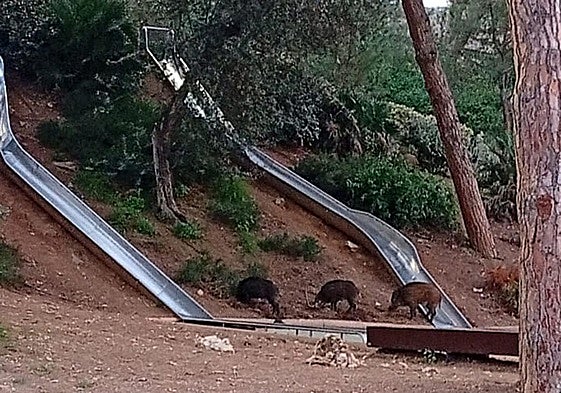 The wild boar, roaming between the slides in the park.