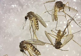 Culex mosquitoes, vectors of Sindbis virus transmission.