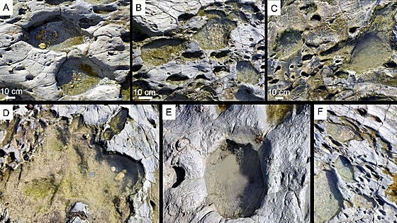 Footprints of large mammals dating back more than 778,000 years are found on a beach in south of Spain