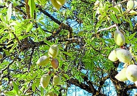 Production will reach a total of 373,558 tonnes in the 2024/2025 season.