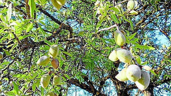 Good news for almond harvest after two disastrous campaigns in Spain