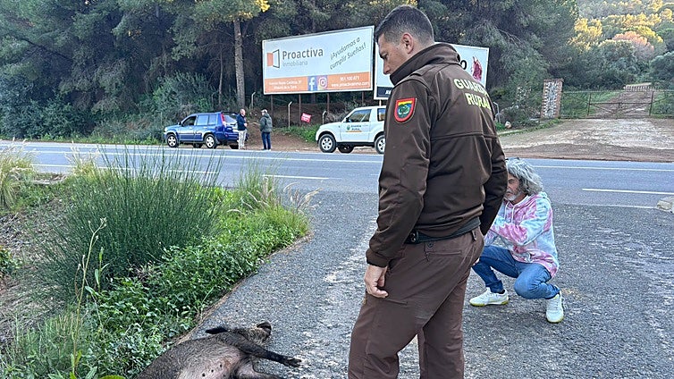 Hunting reserve seeks permission to reopen as wild boar population soars in Malaga: 'We used to kill 500 a year'