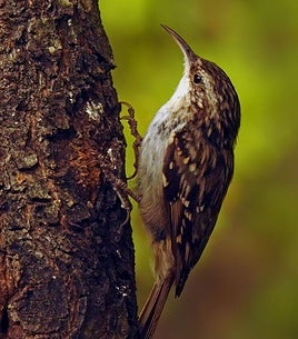 Short-toed tree creeper.
