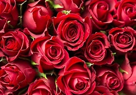 Red roses became the emblem of love and the key symbol of St Valentine's Day.