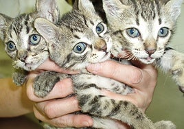 Malaga province animal shelter launches the cat's whiskers of a competition