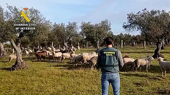 Shepherd arrested for stealing 264 sheep from his former employer