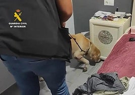 Guardia Civil sniffer dog during one of the searches.