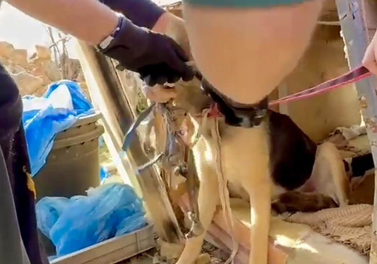 Imagen principal - Toledo man arrested for animal cruelty charges and 'burning a dog as part of a ritual'