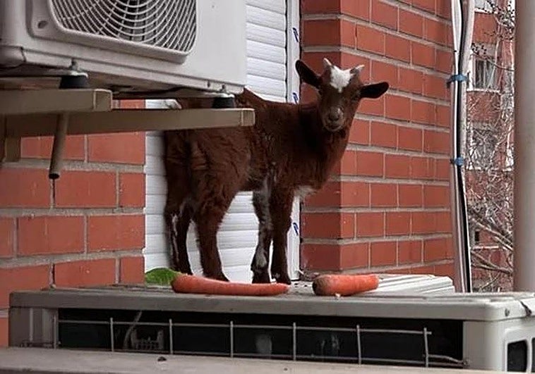 Watch as Madrid firefighters rescue dwarf goat from fifth-floor window ledge