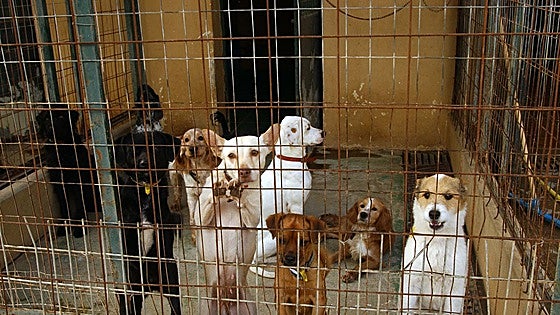 Malaga court acquits Marbella animal shelter officials accused of animal slaughter