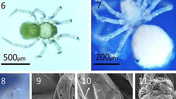 New species of spider discovered in Costa del Sol Cave