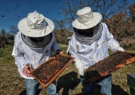 Fernando de Miguel and Juan Molina checking one of the hives they have in Colmenar.