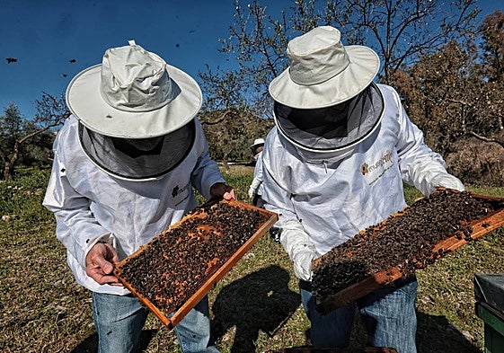 Fernando de Miguel and Juan Molina checking one of the hives they have in Colmenar.