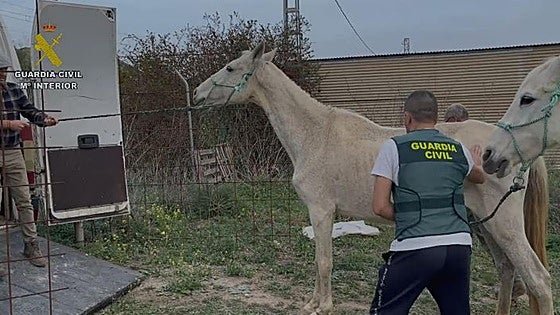 Police investigate 42 people for mistreating almost 200 animals