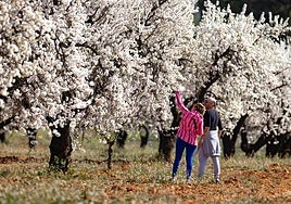 Almond tree blossom in Murcia.