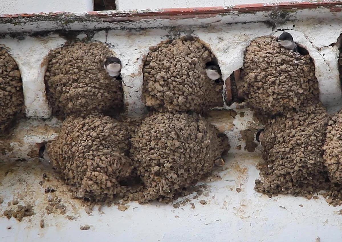 Imagen secundaria 1 - Above, a goldfinch poses by a puddle. Below, house martins nest in buildings in spring and a group of monk parakeets congregate in a green space. 