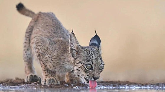 Spain's first Iberian lynx cub of the season born at breeding centre in Cáceres