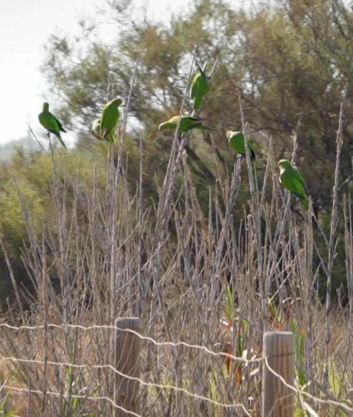 Imagen secundaria 2 - Above, a goldfinch poses by a puddle. Below, house martins nest in buildings in spring and a group of monk parakeets congregate in a green space. 