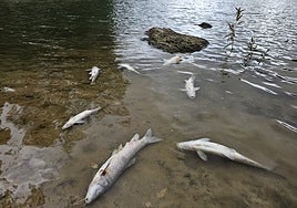 Dead fish continue to appear in the Lago de las Tortugas over the days, the causes of the deaths are still unknown.