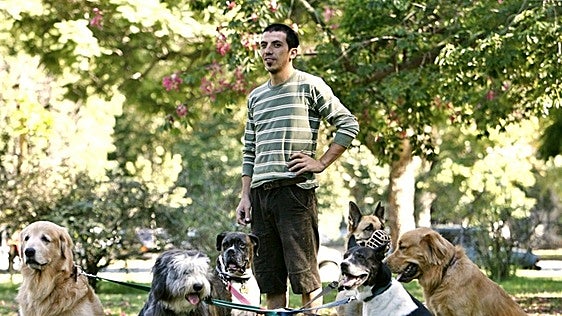New single register is being developed in Spain to help solve the problem of pets being abandoned
