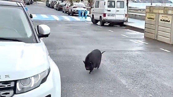 The pot-bellied pig that takes a daily stroll along a promenade in Spain