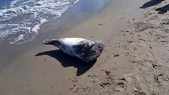 Grey seal spotted for first time in the Mediterranean on Costa del Sol beach