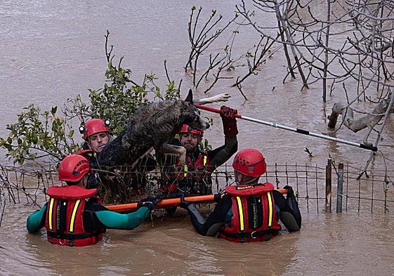 A pet dog is rescued by the emergency services.