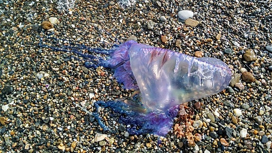 Feared Portuguese man o' war wash up on Costa del Sol beaches