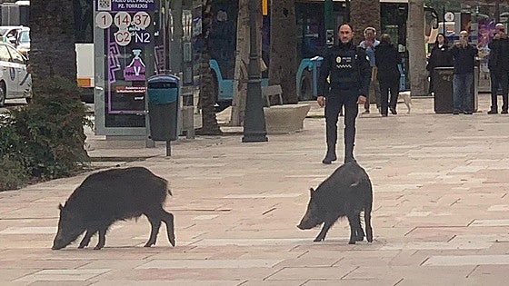 Watch as herd of wild boar takes a stroll in the Parque de Málaga