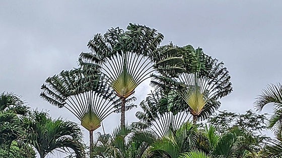 The traveller's palm