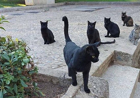 The initiative is in line with the law for the protection of the rights and welfare of animals.