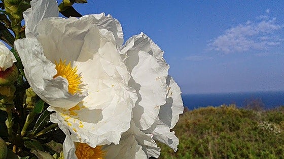 Manilva: an ideal destination to enjoy spring